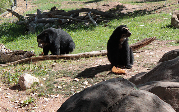 South American Bears Make Themselves At Home In Phoenix SPOT 127 A   Andean Bear 062014 